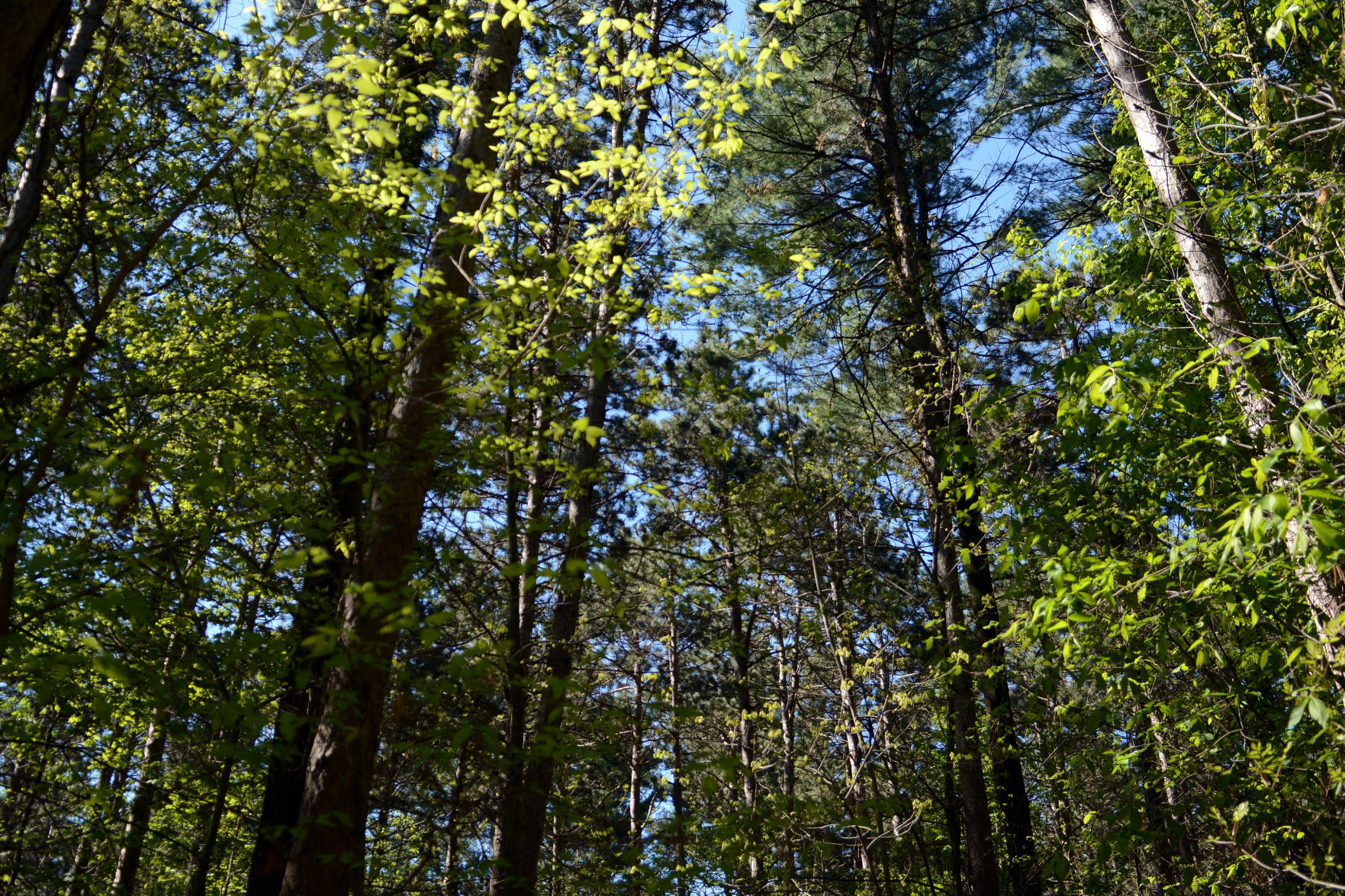 West Baraboo Village Forest